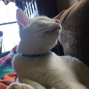 Meet your Posher, Riley